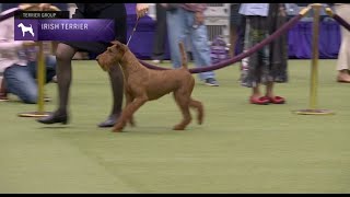 Irish Terriers Breed Judging 2023 [upl. by Kolnick]