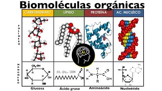 Biomoléculas presentes en células orgánicas carbohidratos lípidos proteínas y ácidos nucleicos [upl. by Lema47]