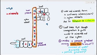 77 Transport of Water amp Minerals up the Xylem Vessels Cambridge AS A Level Biology 9700 [upl. by Urian]