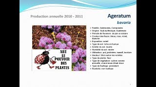 Tuto jardin Ageratum Bavaria fiche technique plante annuelle [upl. by Darya]