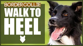 How To Get Your BORDER COLLIE To WALK TO HEEL [upl. by Kovar92]