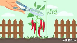 How to Prune Pepper Plants [upl. by Salomone]