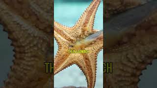 STARFISH Discover the Shocking Truth About their Digestion 😮 [upl. by Yerdua]