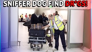 Customs Sniffer Dogs Find Drgs At The Airport [upl. by Terrie]