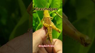 This is a grasshopper shortsfeed insects shorts [upl. by Bullen]