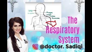 The respiratory system EXPLAINED UNDER 5 MINUTES [upl. by Adey]