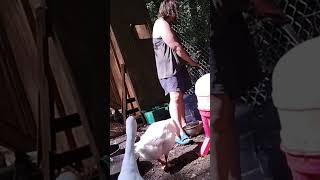 Toe biter bite toe attack goose [upl. by Alicec]