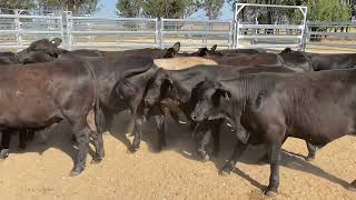 Carbene Grazing Ultra Black steers 357kg 81124 [upl. by Ellered]