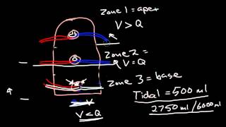 Ventilation and Perfusion [upl. by Rafferty794]