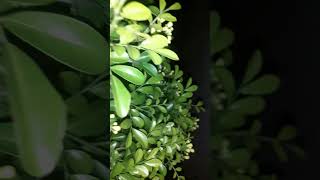 Jasmine plant youtube gardening ytstudioes garden soniyadav9772 [upl. by Aihtenak]