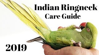 Indian Ringneck Parakeet Care Guide [upl. by Naej]