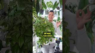 🌱 Hoya Collection Part 1  Plant collection hoya houseplants houseplant indoorplants [upl. by Adar]