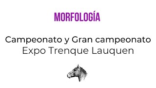 CAMPEONATO Y GRAN CAMPEONATO MORFOLOGIA quotB PASAPORTEquot  EXPO TRENQUE LAUQUEN [upl. by Jung]