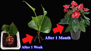 Plant ANTHURIUM leaves with tomatoes  After 1 month the flowers bloom brilliantly [upl. by Quenby]