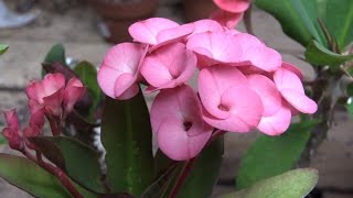 Growing Crown of Thorns Euphorbia milii [upl. by Assecnirp]