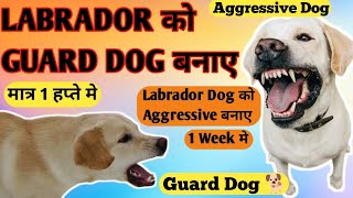 Labrador Ko Guard Dog Kaise Banaye  Labra Ko Aggressive Kaise Banaye  Labrador Guard Dog Training [upl. by Adyht]