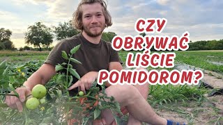 Kiedy i jak obrywać liście pomidorom [upl. by Wagner]