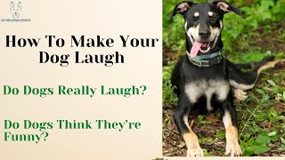 Complete Guide On How To Make Your Dog Laugh [upl. by Hnad115]