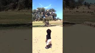 Goats climb trees in Morocco to eat Argon nuts that make of 84 of their diet [upl. by Alakim]