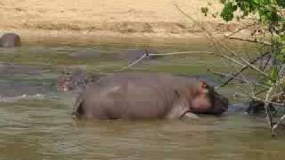 Hippos Mating [upl. by Rutledge]