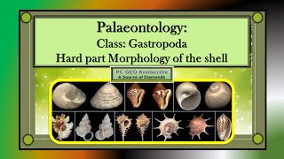 Class Gastropoda Hard part morphology of the Gastropoda shell [upl. by Yecniuq]