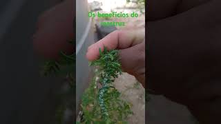 O mastruz é uma planta medicinal shortvideo [upl. by Surtimed761]