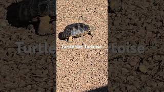 Turtle enjoying the sun [upl. by Pudendas]