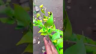 😮 yah paudha Kafi Shubh Mana jata hai harsingar ka paudha harsingar ki recording plant care tips [upl. by Erb310]