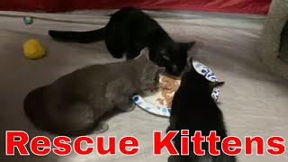 Foster Kittens Eating Wet Food  Happy Kitten Sounds [upl. by Tad577]