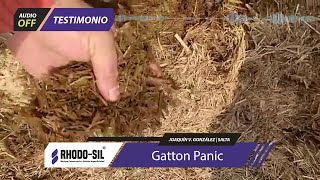 TESTIMONIO conservación de ensilaje de Gatton Panic con INOCULANTE RHODOSIL [upl. by Dukie479]