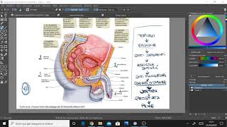 Scienze  Lapparato riproduttore maschile  III C [upl. by Moshell642]