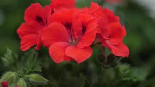 Pelargonium Grandiflorum Elegance Rosanna  Garden Plant with Flowers in spectacular Colours [upl. by Let]