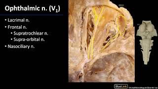 Nerves  M1 Orbit amp Eye Dissection Supplement [upl. by Gillette]