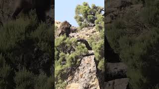 The gelada baboon ethiopia gelada money wildlife ethiopianwildlife [upl. by Noemis]