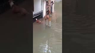 Crocodiles on roads in Vadodara during flood [upl. by Yengac]