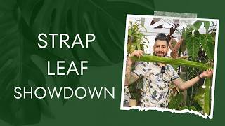 🕵️ Which Strap Leaf Anthurium is the Best Find Out Here 🌱 [upl. by Coumas]