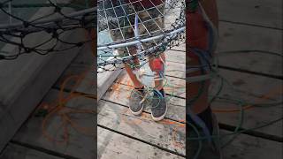 crabbing crabnet jettyfishing viralvideo [upl. by Cawley]