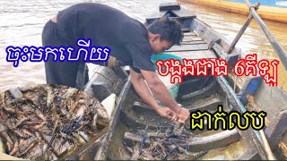 ដាក់លបបានបង្កងជាង6គីឡូ ពេលភ្លៀងជាច្រើនថ្ងៃទឹកឡើង បង្កងទឹកសាប [upl. by Ylluz]