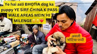 ASLI BHOTIA DOG KA PUPPY  CHAINA BORDER K THEEK PASS JOSHIMATH MEIN  ALAG HINDIKHTA HAI [upl. by Eisnil]