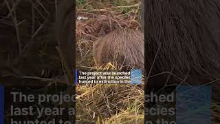 First baby beavers born in the wild after 400 years news nature shorts beavers animals [upl. by Ewolram]