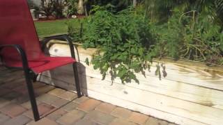 Raised bed gardening and horticultural therapy [upl. by Ullman739]