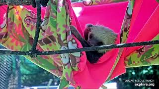 Baby sloth Phoenix climbs out of the hammock  020924  SlothTV via exploreorg [upl. by Nnylirret950]