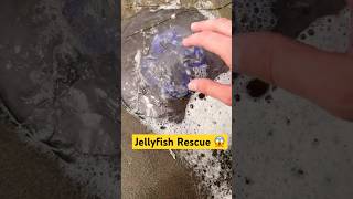 Eating Sea Foam amp Rescuing Jellyfish animals nature shorts [upl. by Martinson965]