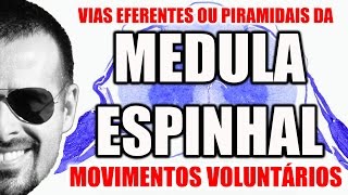 Medula Espinal Vias Eferentes Descendentes ou Piramidais  Sistema Nervoso  VideoAula 093 [upl. by Nylknarf]