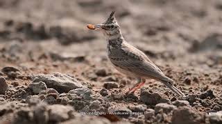 Crested Lark calling and foraging Pariyej Lake Gujarat  Nikon D500 200 500mm  arvindography [upl. by Aicilra]