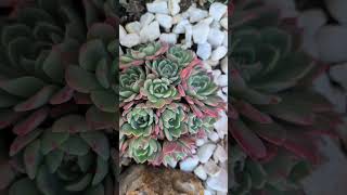 Echeveria Nanahukumini fall colors [upl. by Uv]