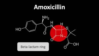 Medicines Safety  CoAmoxiclav Part 1 [upl. by Henrieta2]