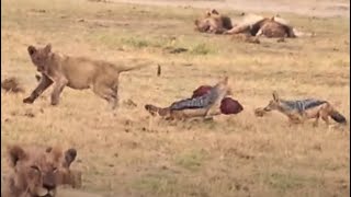 🥩 Meat Madness in Amboseli 🐺 Jackal Outfoxes Lions 🦁 Jackal Lion Amboseli Wildlife EpicFail [upl. by Nerradal]