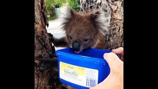 Koala Drinking Water On A Hot Day [upl. by Hevak736]