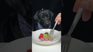 When food smells too good for Labrador to wait Cute pet debut plan The daily life of a silly dog [upl. by Urias]